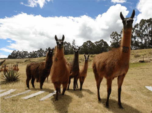 Llamas